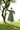 Shringara Dress